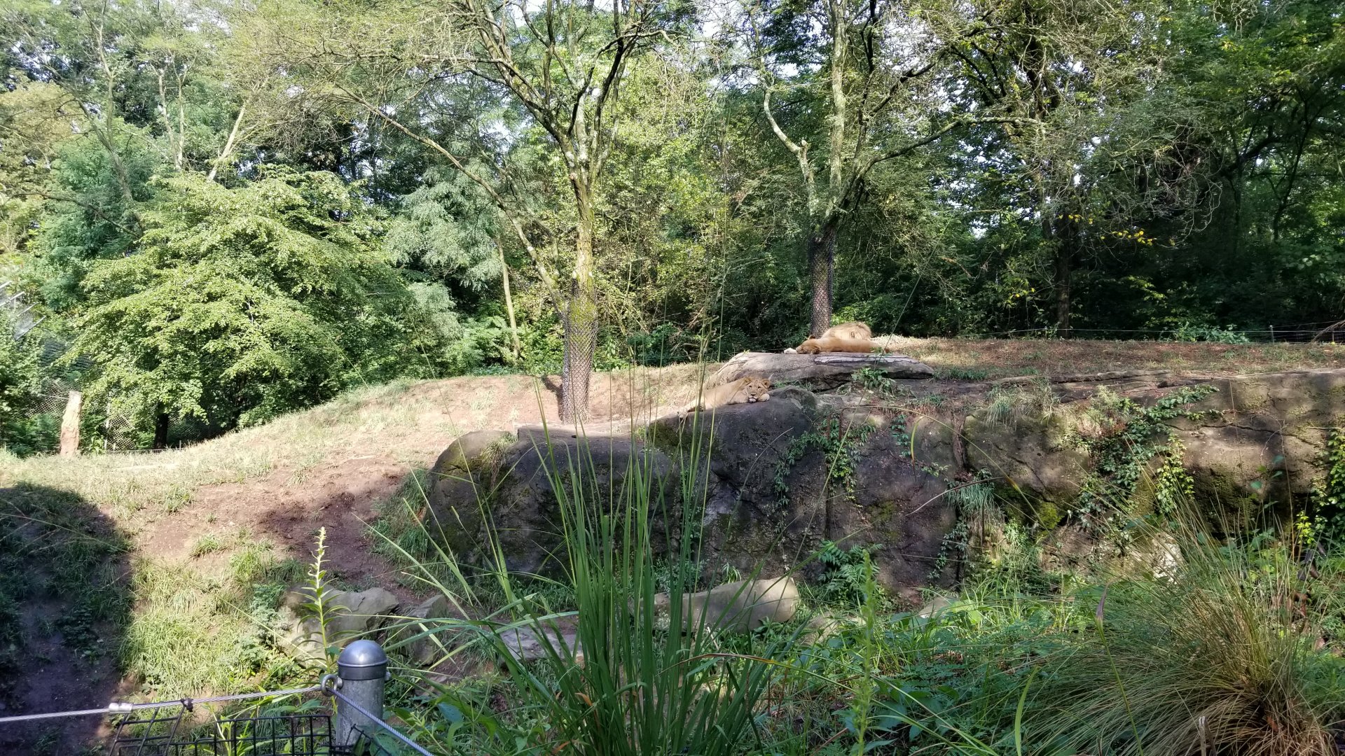 Pittsburgh 8/21 - Lion cub under parents