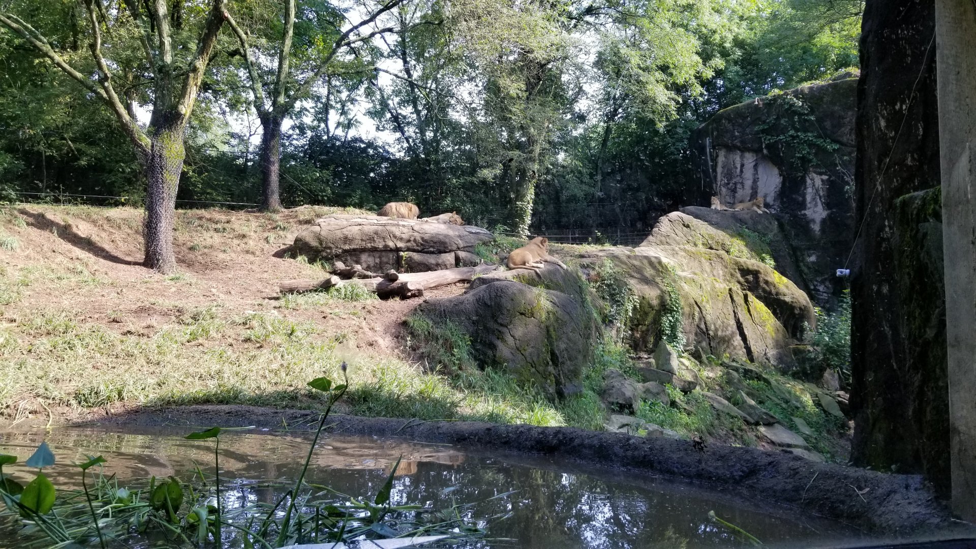 Pittsburgh 8/21 - Lions, parents and three cubs