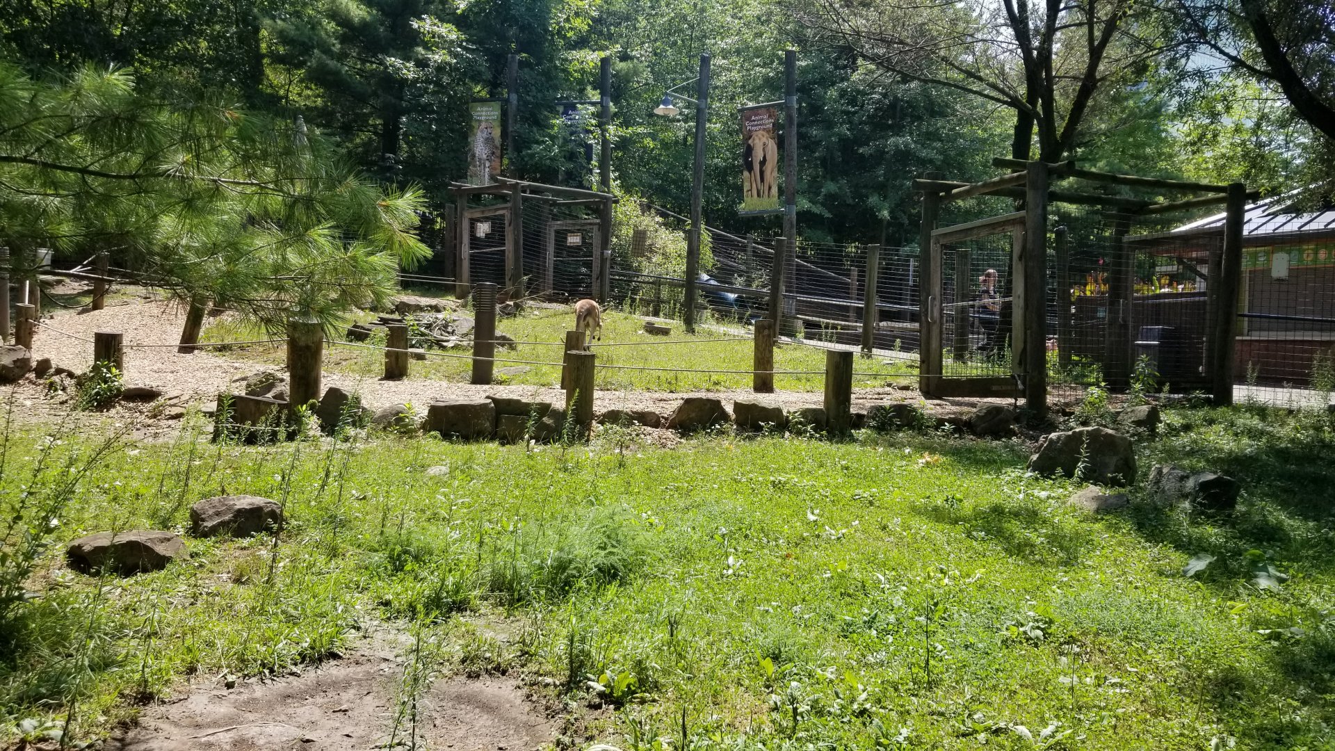 Pittsburgh 8/21 - Lone kangaroo hopping