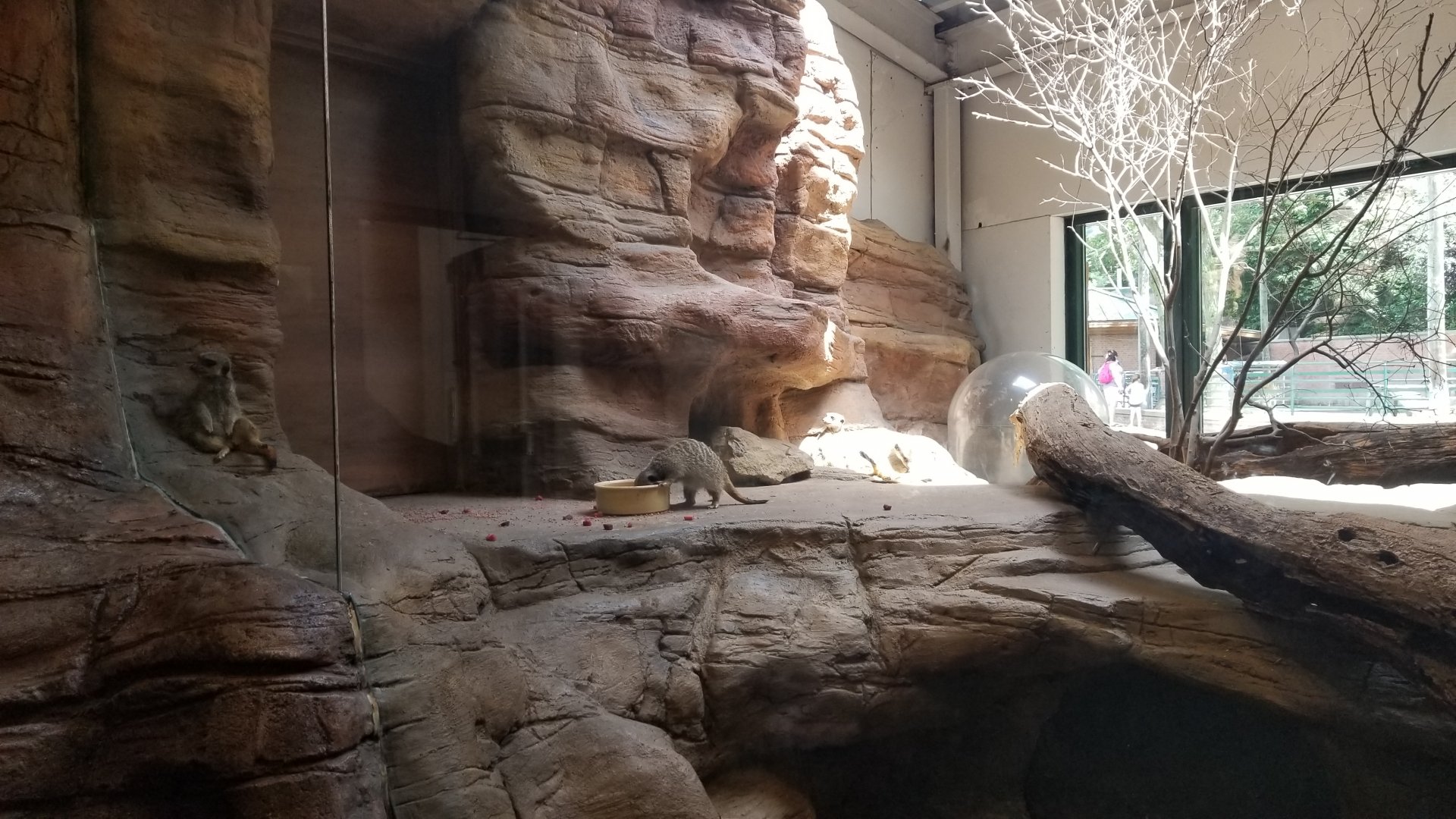 Pittsburgh 8/21 - Meerkats