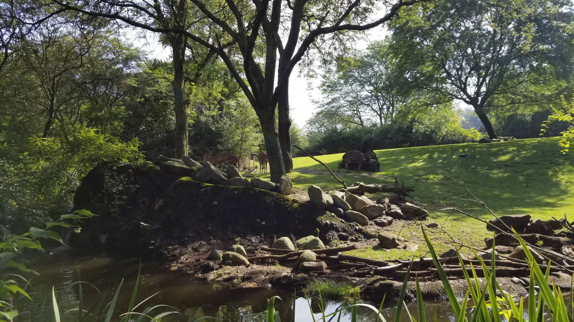 Pittsburgh 8/21 - Nyala playing