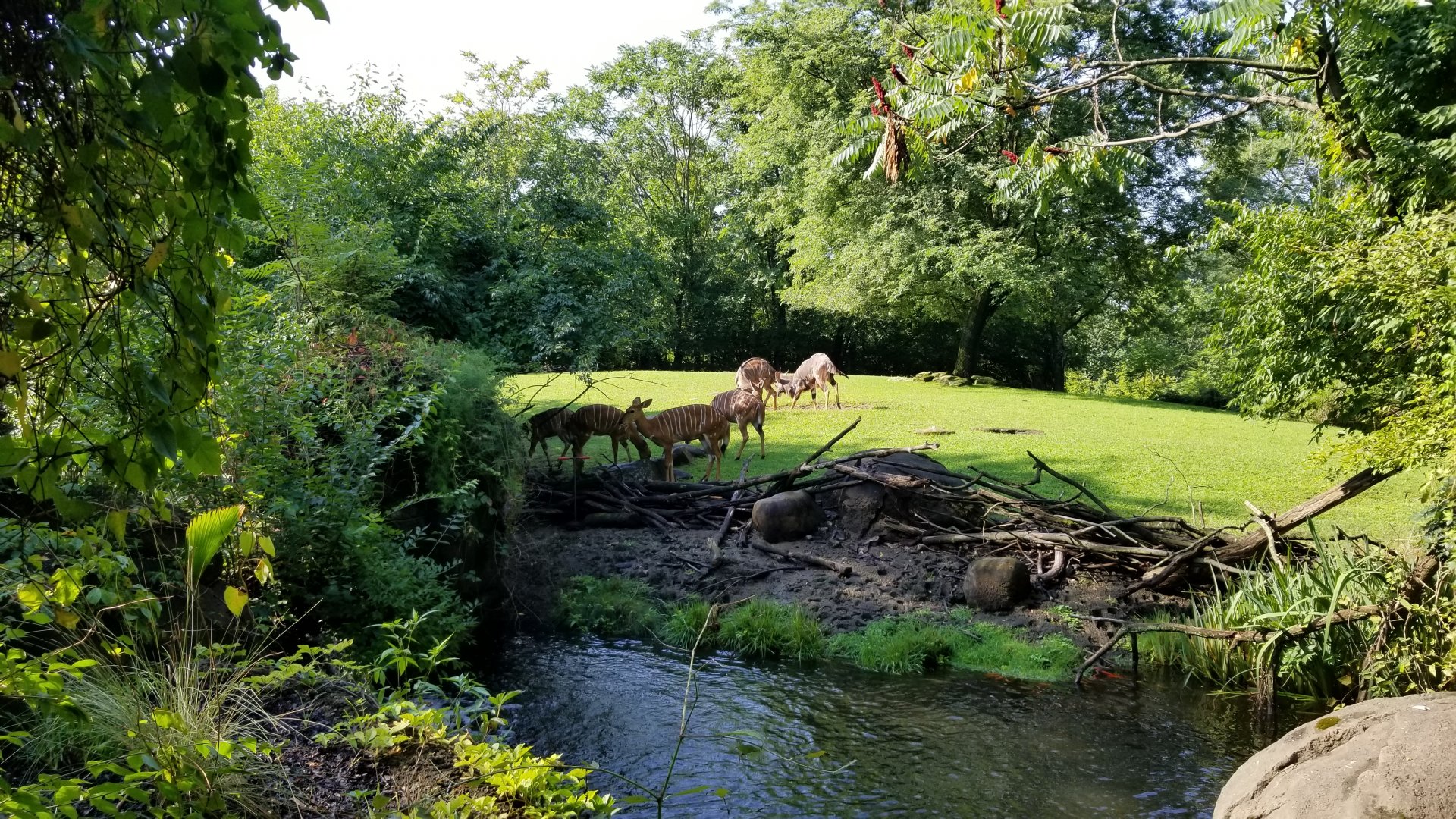 Pittsburgh 8/21 - Nyala