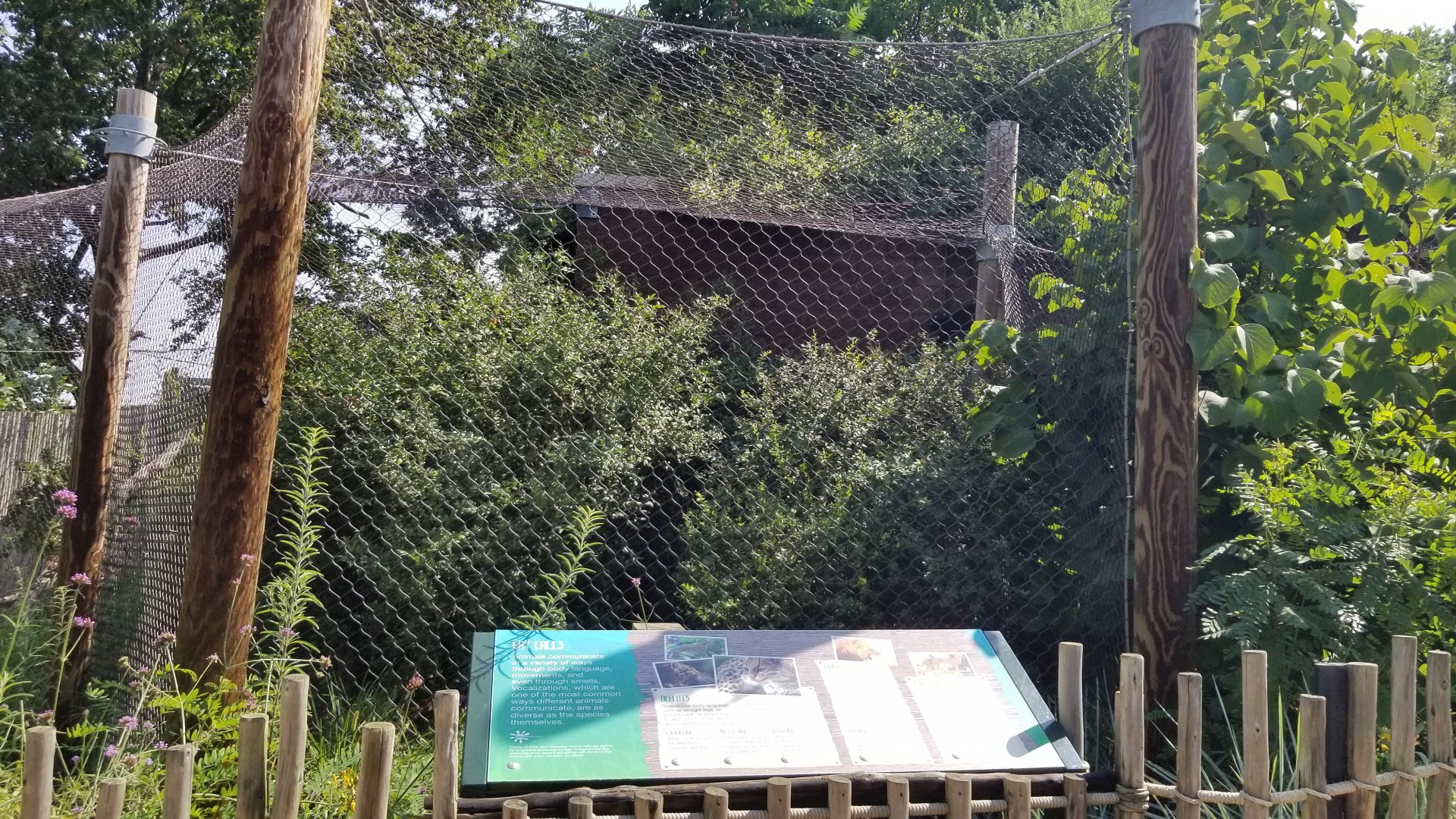 Pittsburgh 8/21 - Ocelot