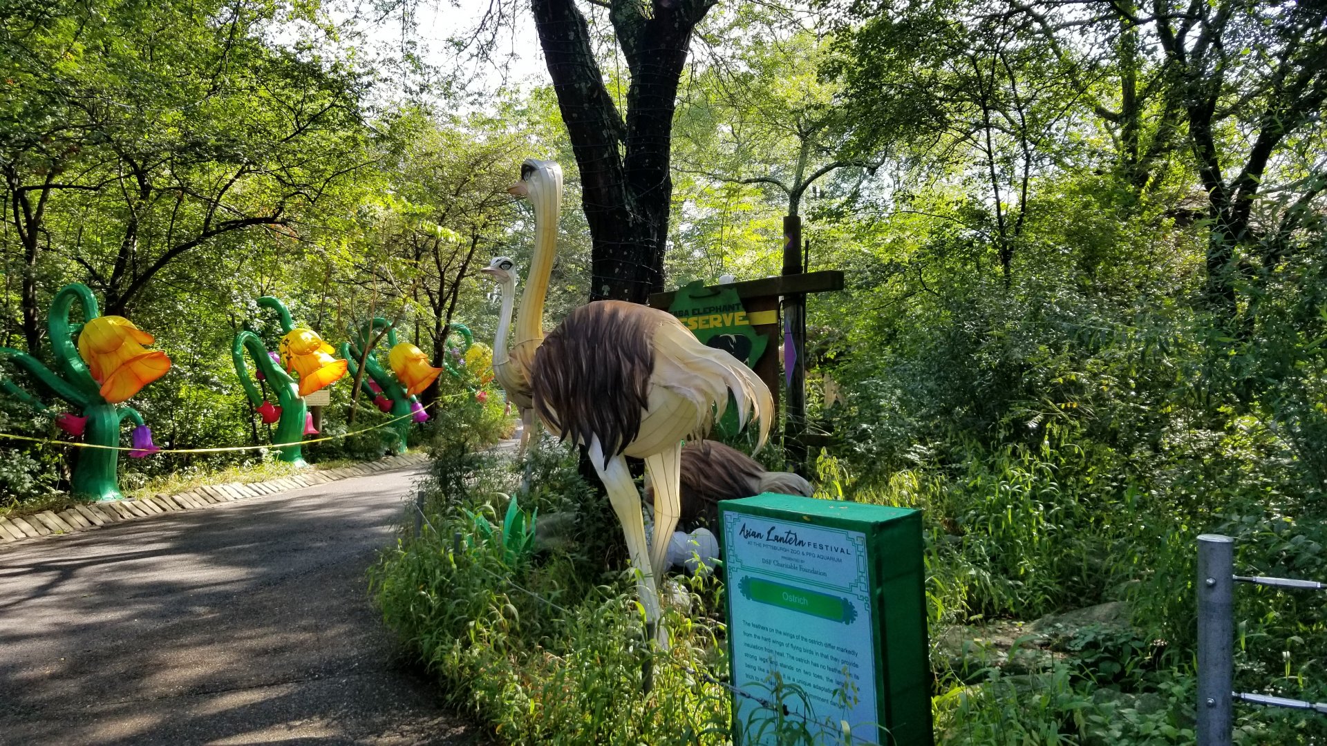 Pittsburgh 8/21 - Ostriches, more flowers