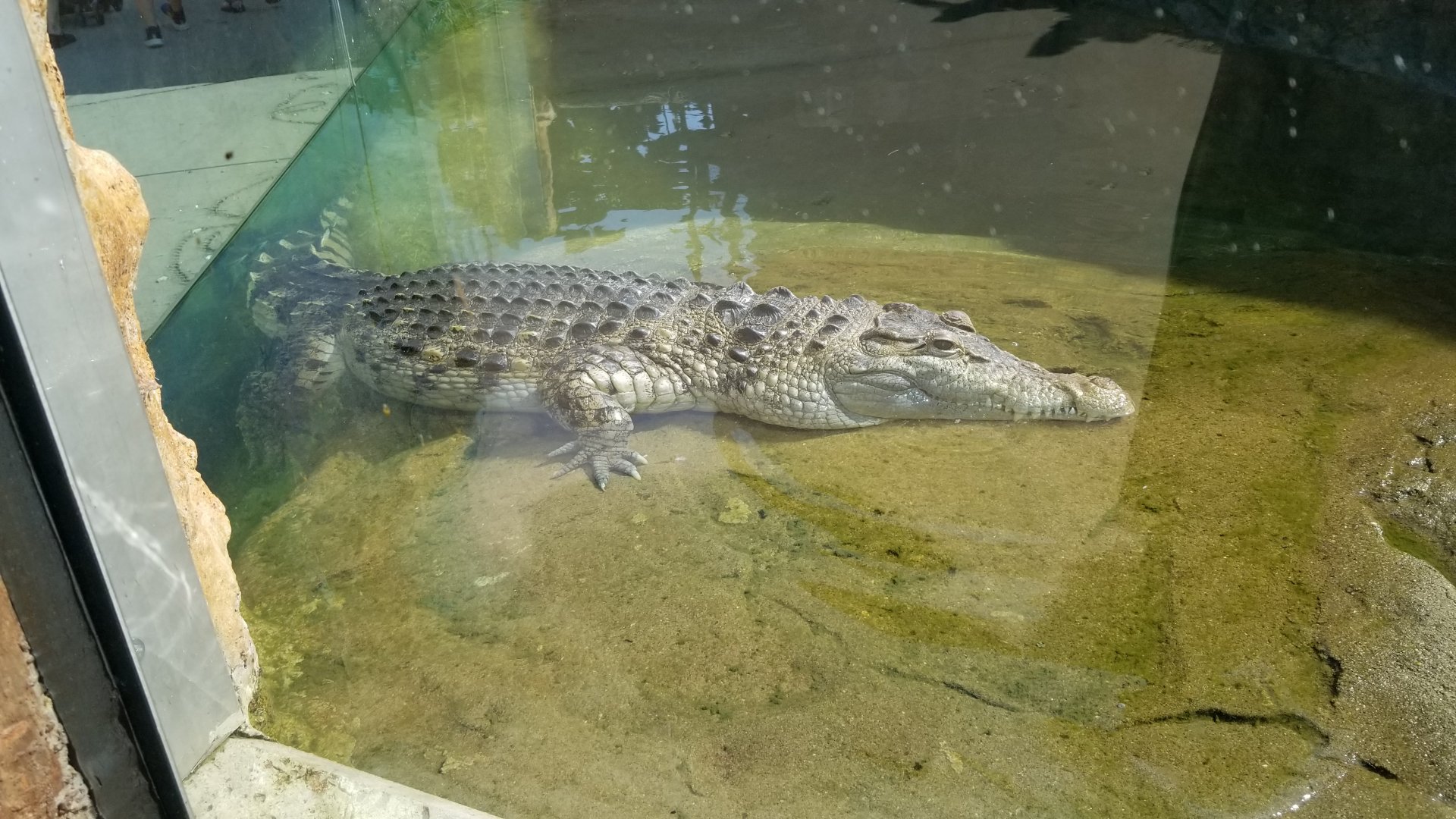 Pittsburgh 8/21 - Philippine crocodile