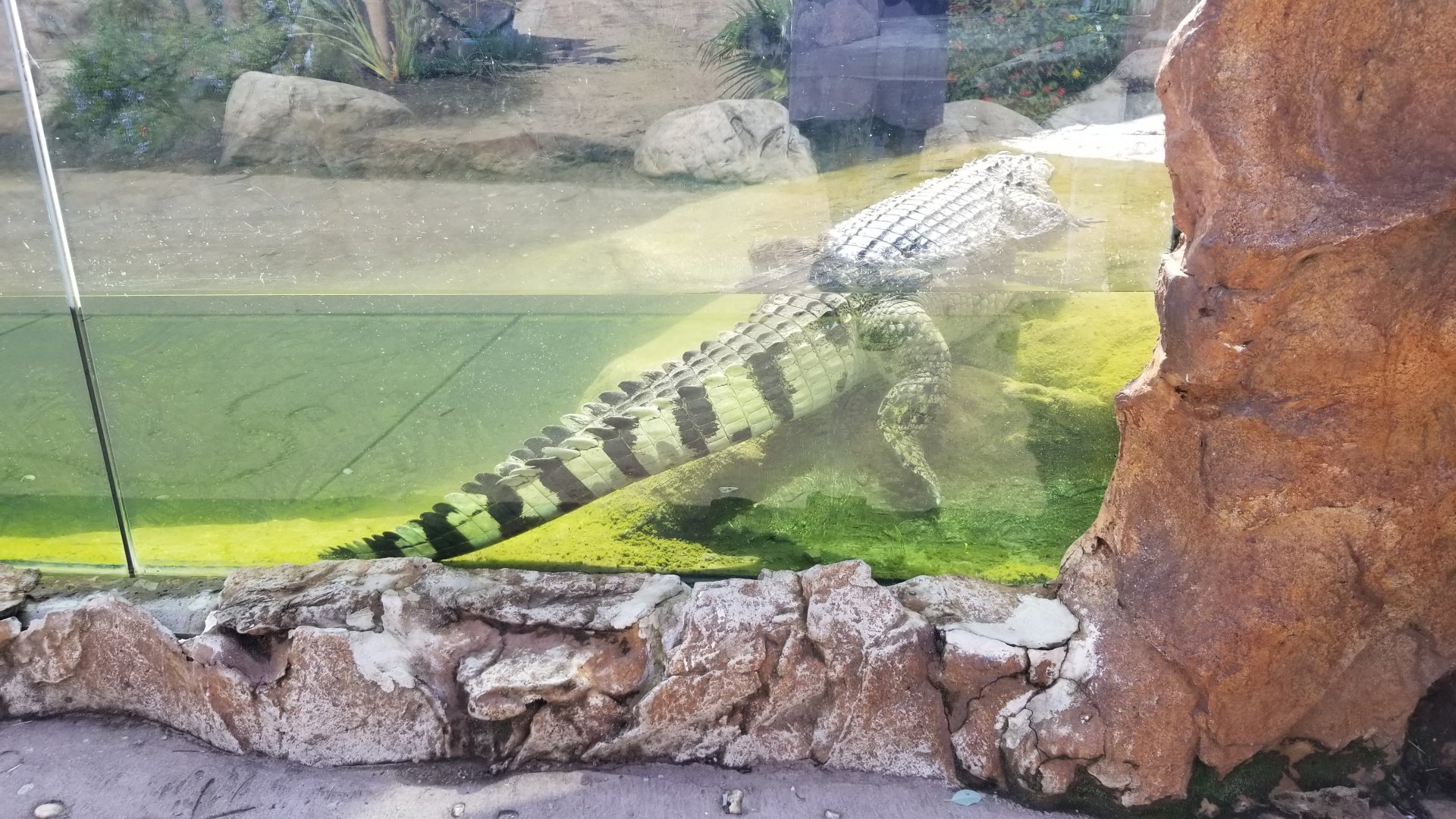 Pittsburgh 8/21 - Philippine crocodile