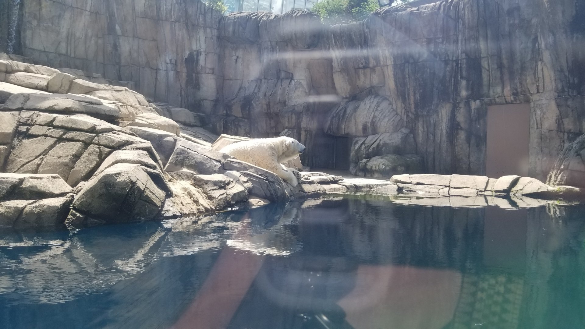 Pittsburgh 8/21 - Polar bear