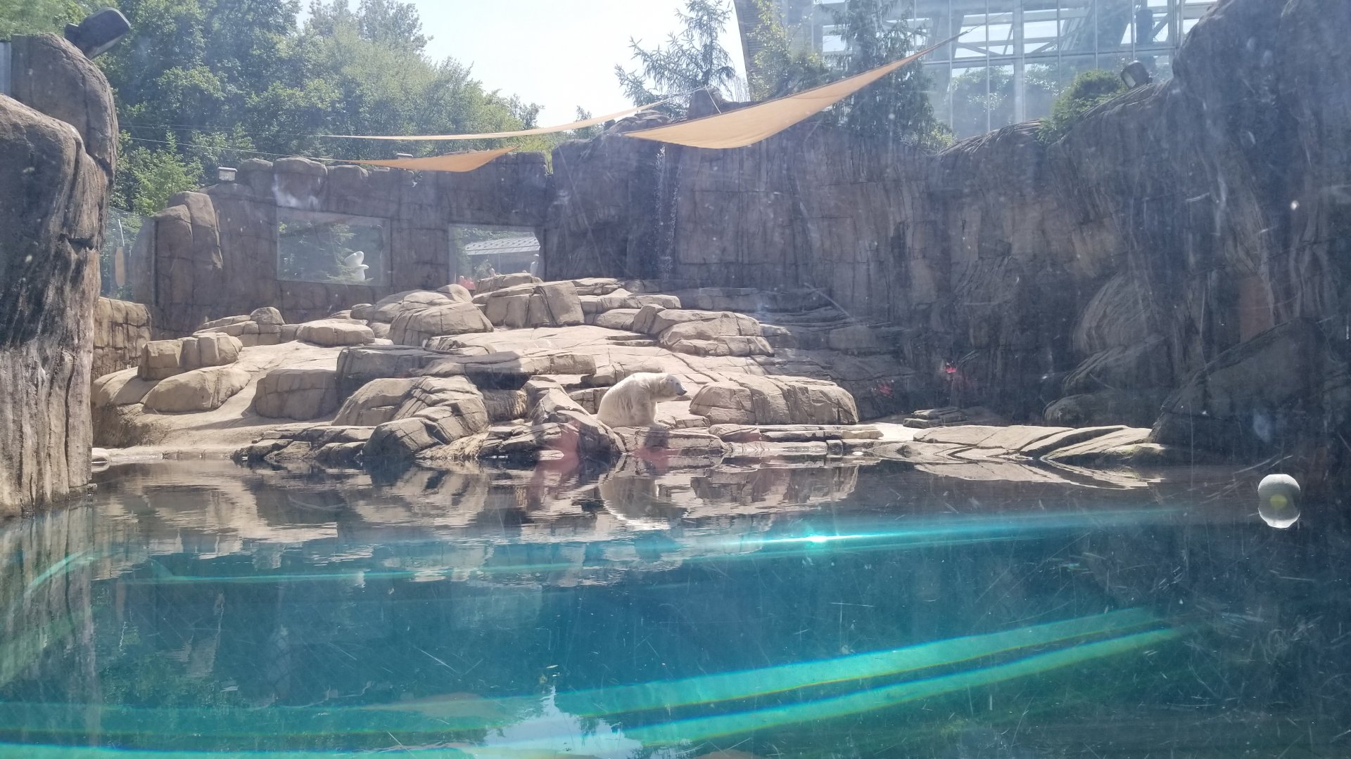 Pittsburgh 8/21 - Polar bear