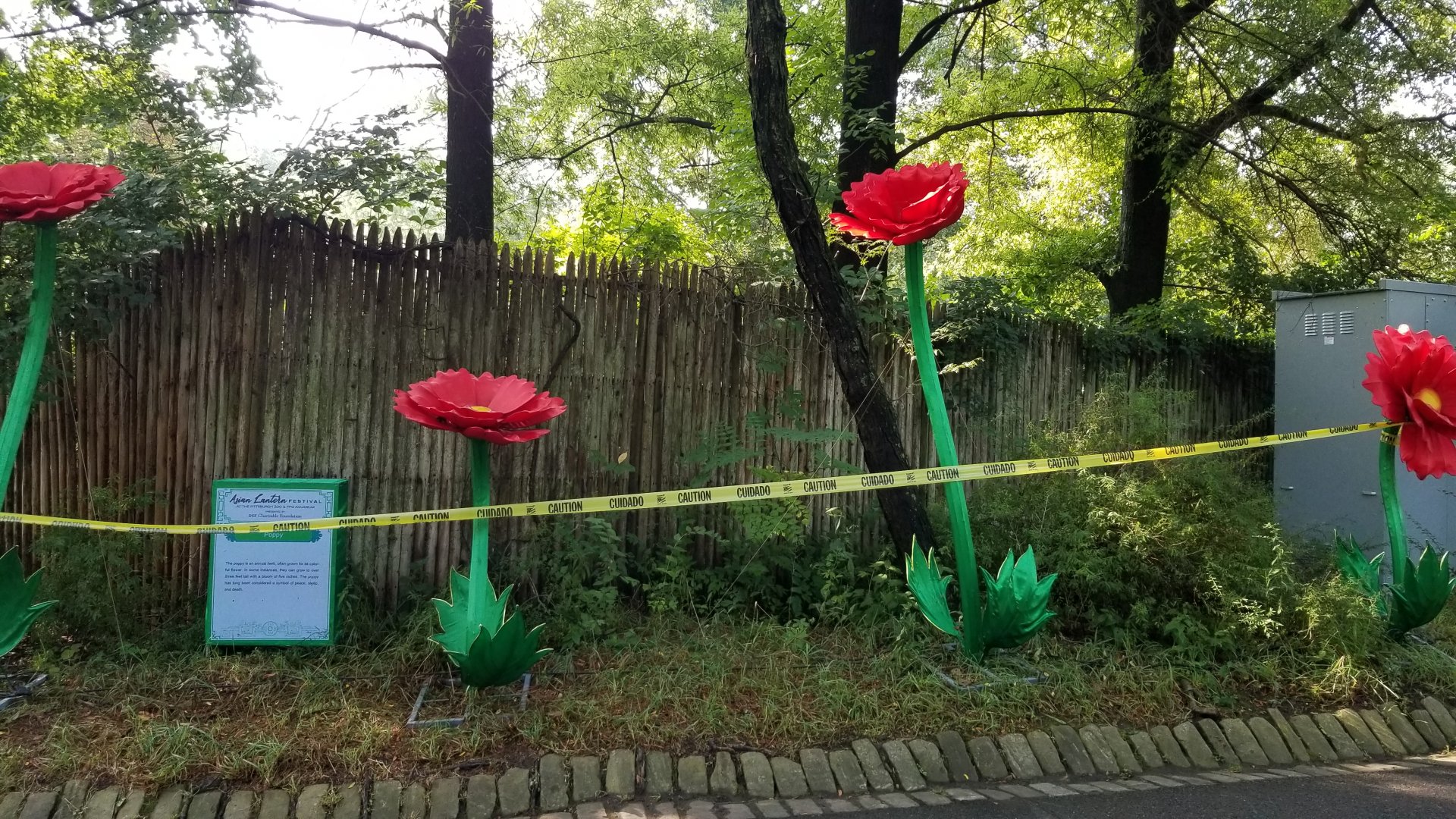 Pittsburgh 8/21 - Poppies