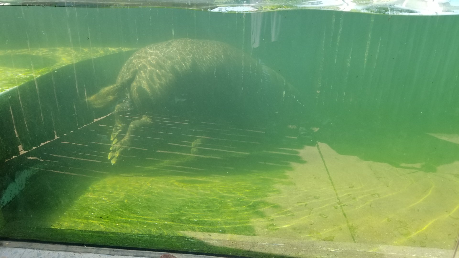 Pittsburgh 8/21 - Pygmy hippo