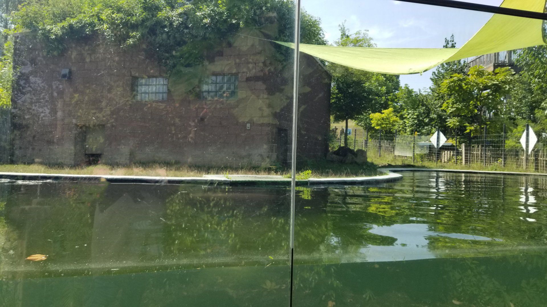 Pittsburgh 8/21 - Pygmy hippo