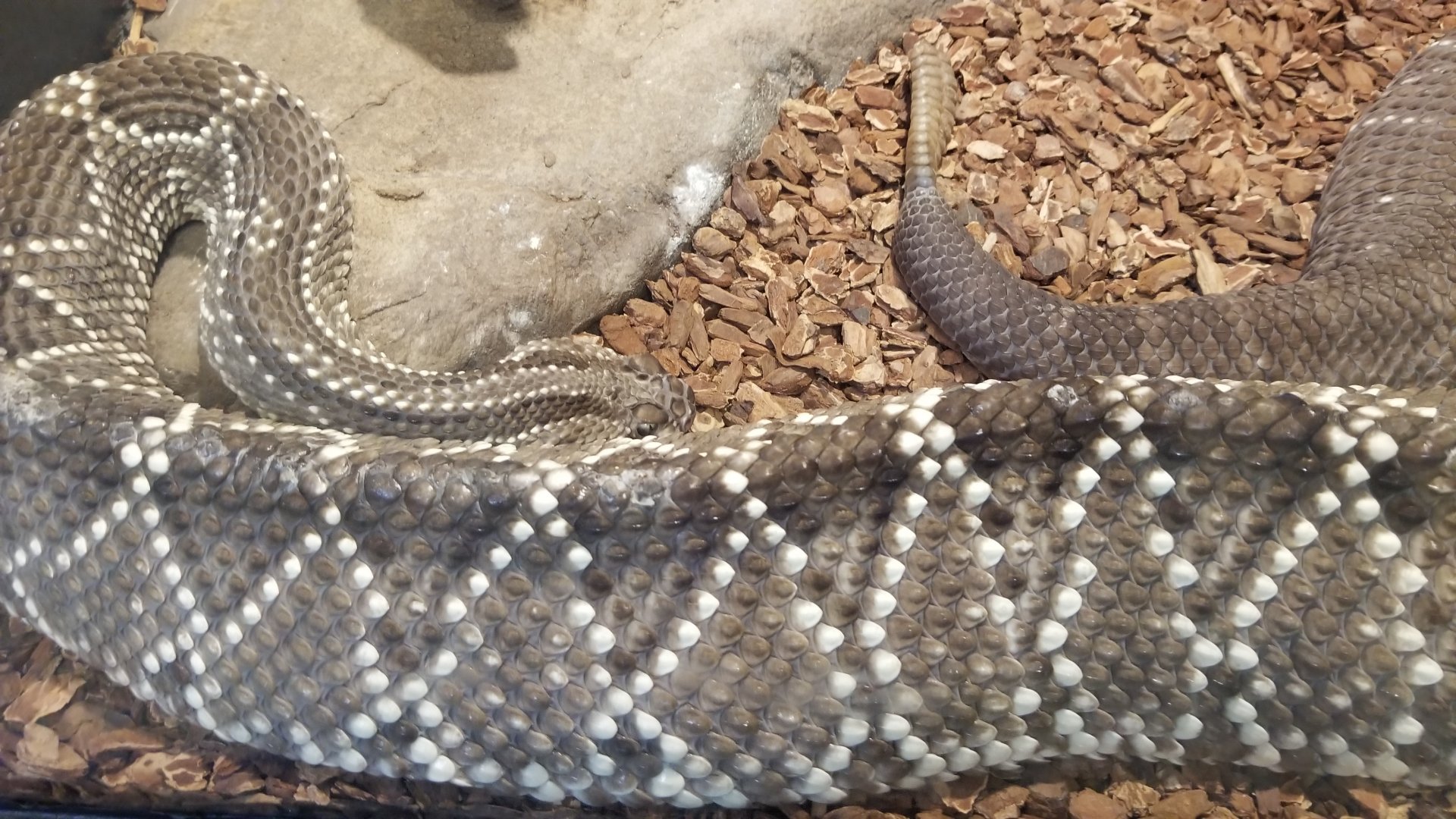 Pittsburgh 8/21 - Rattlesnake