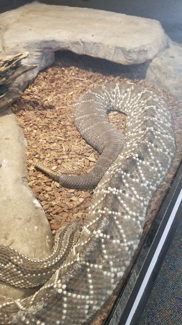 Pittsburgh 8/21 - Rattlesnake