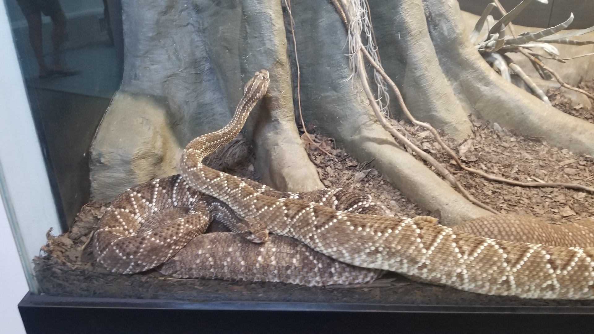 Pittsburgh 8/21 - Rattlesnake