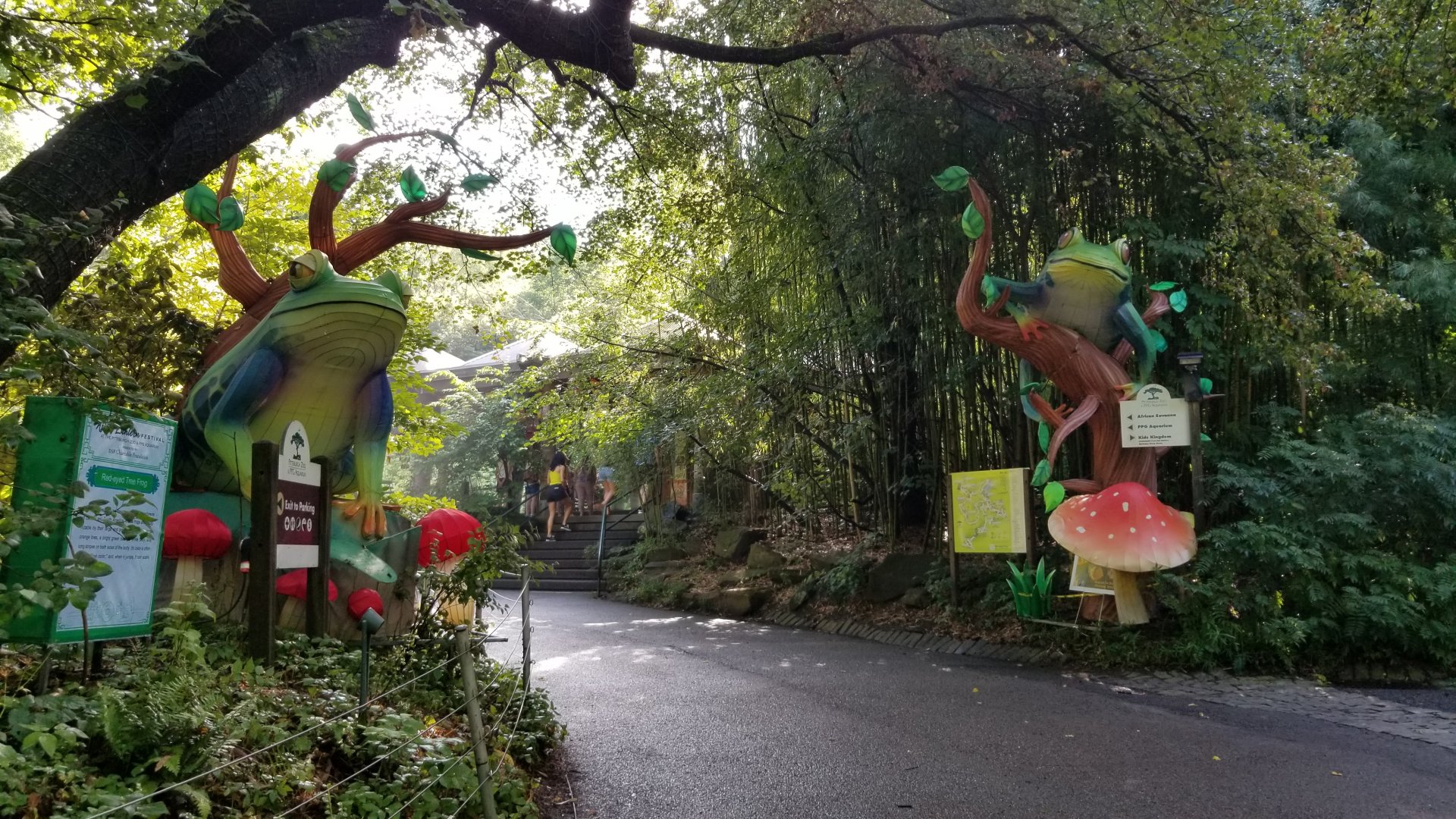 Pittsburgh 8/21 - Red-eyed tree frogs