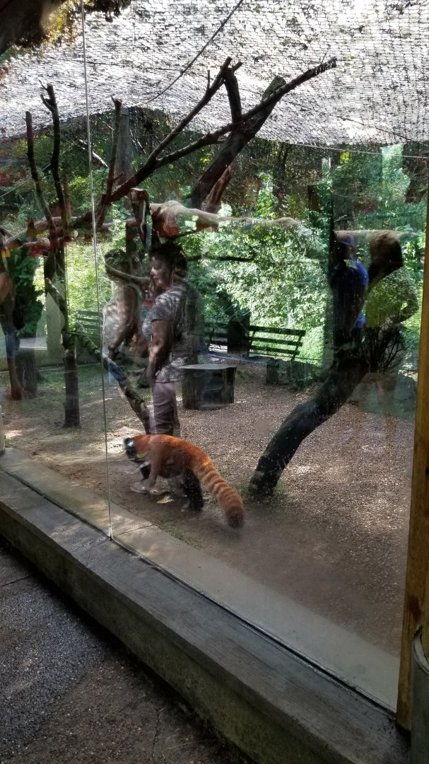 Pittsburgh 8/21 - Red panda