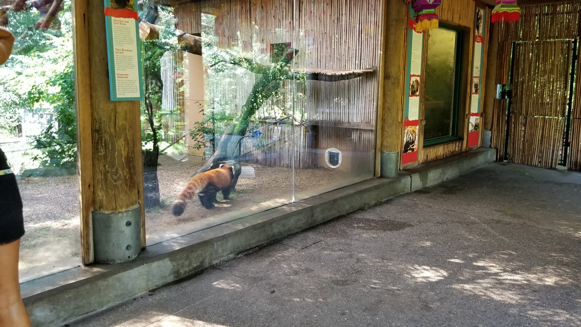 Pittsburgh 8/21 - Red panda