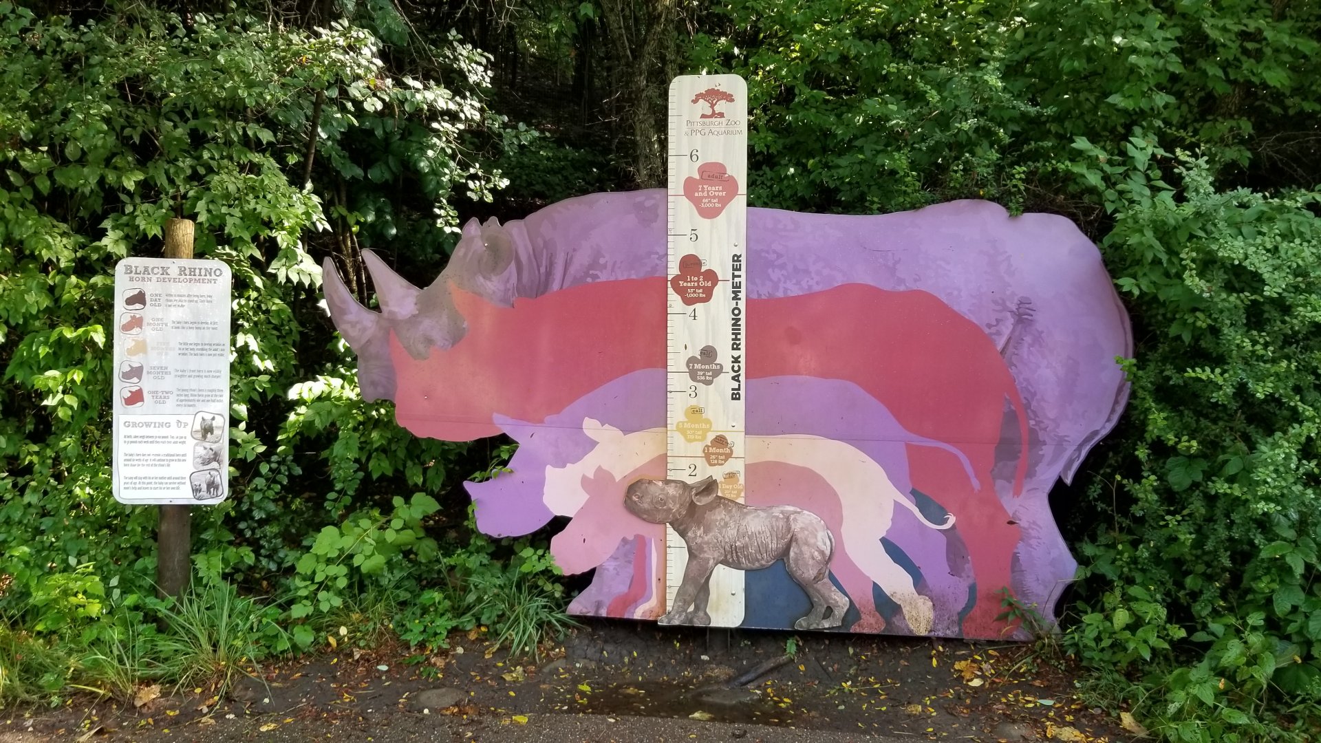 Pittsburgh 8/21 - Rhino measurements