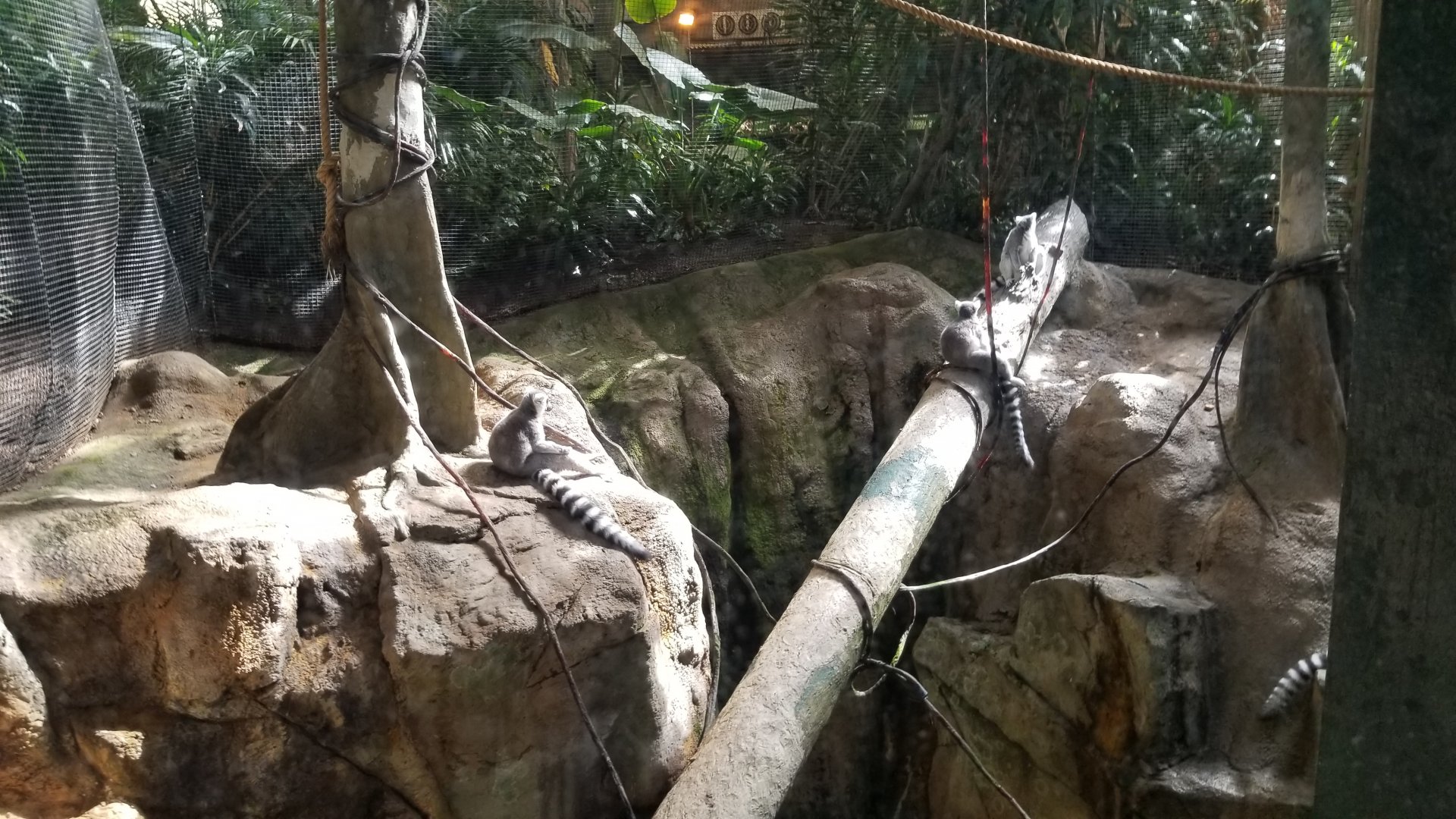 Pittsburgh 8/21 - Ringtailed lemurs