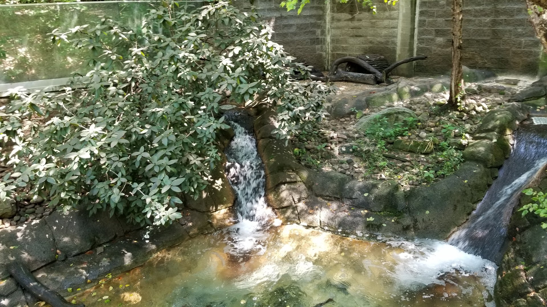 Pittsburgh 8/21 - River otter exhibit