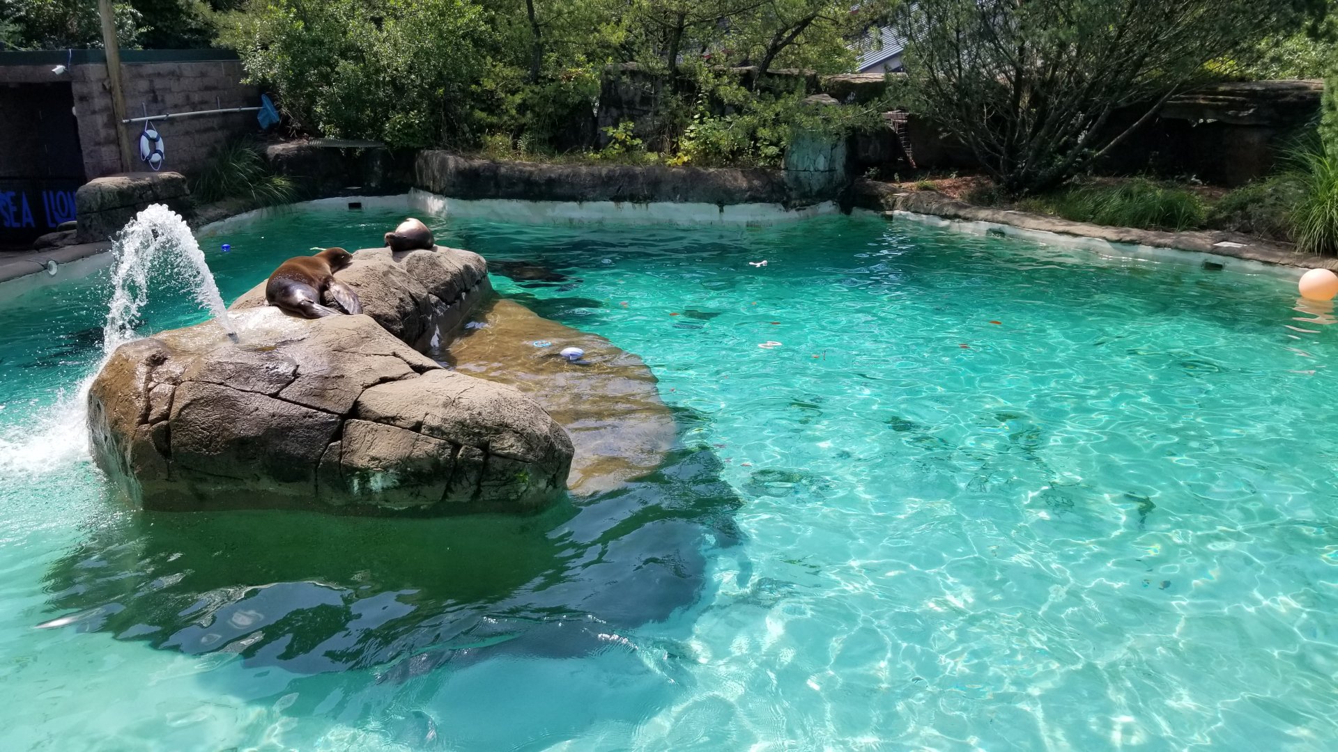 Pittsburgh 8/21 - Sea lion pool