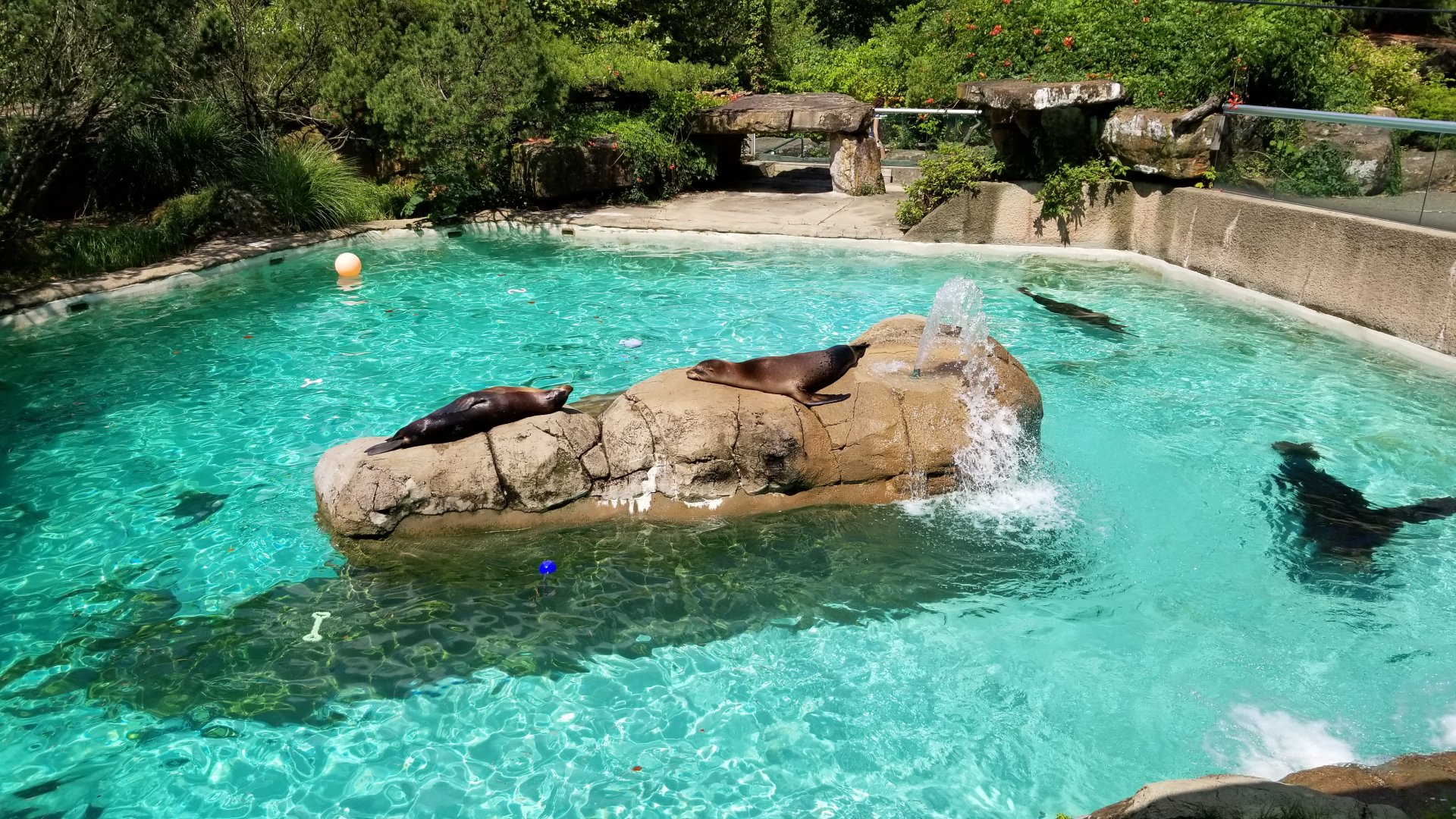 Pittsburgh 8/21 - Sea lion pool