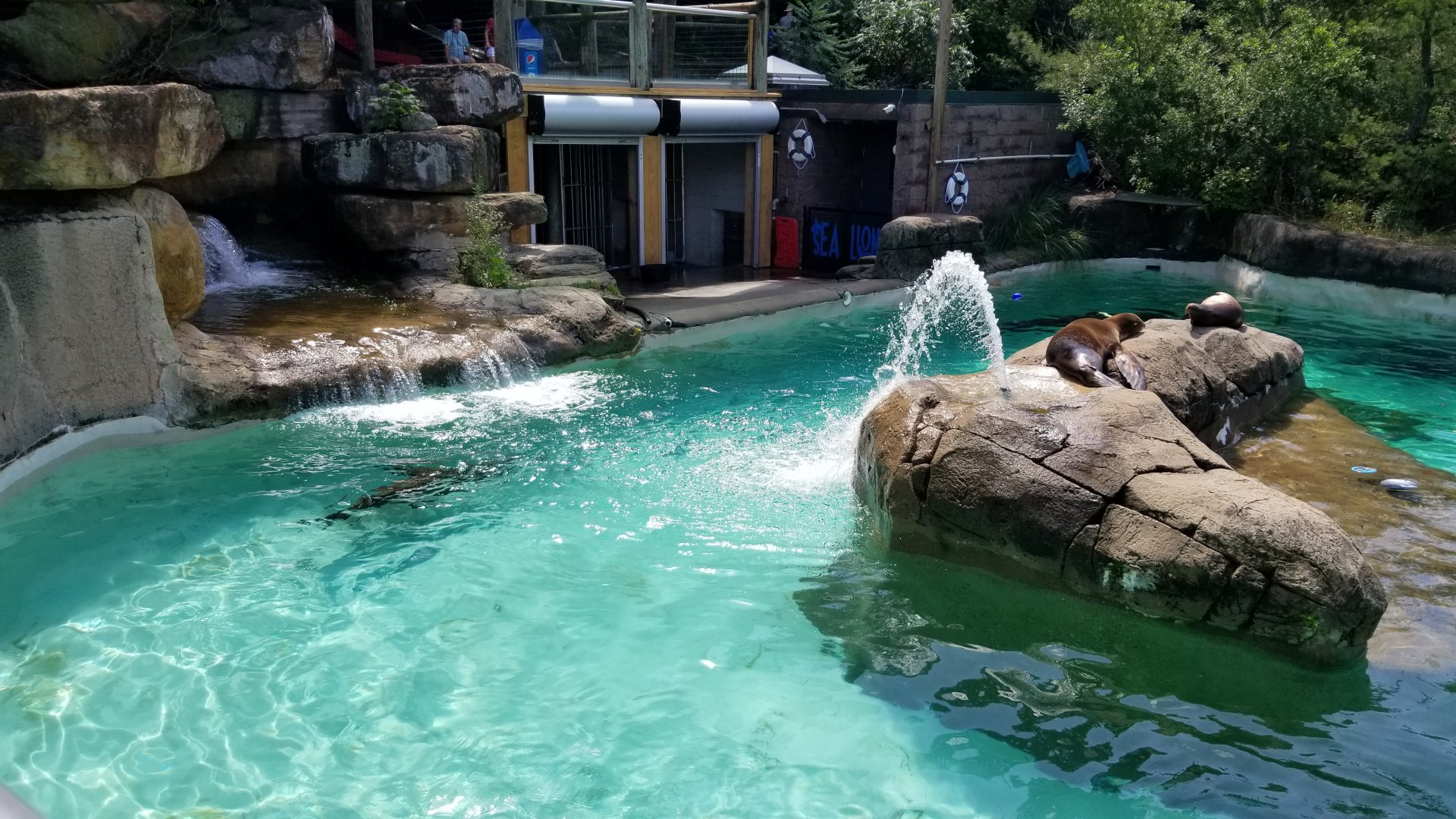 Pittsburgh 8/21 - sea lions
