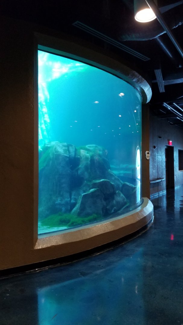 Pittsburgh 8/21 - Sea otter underwater viewing