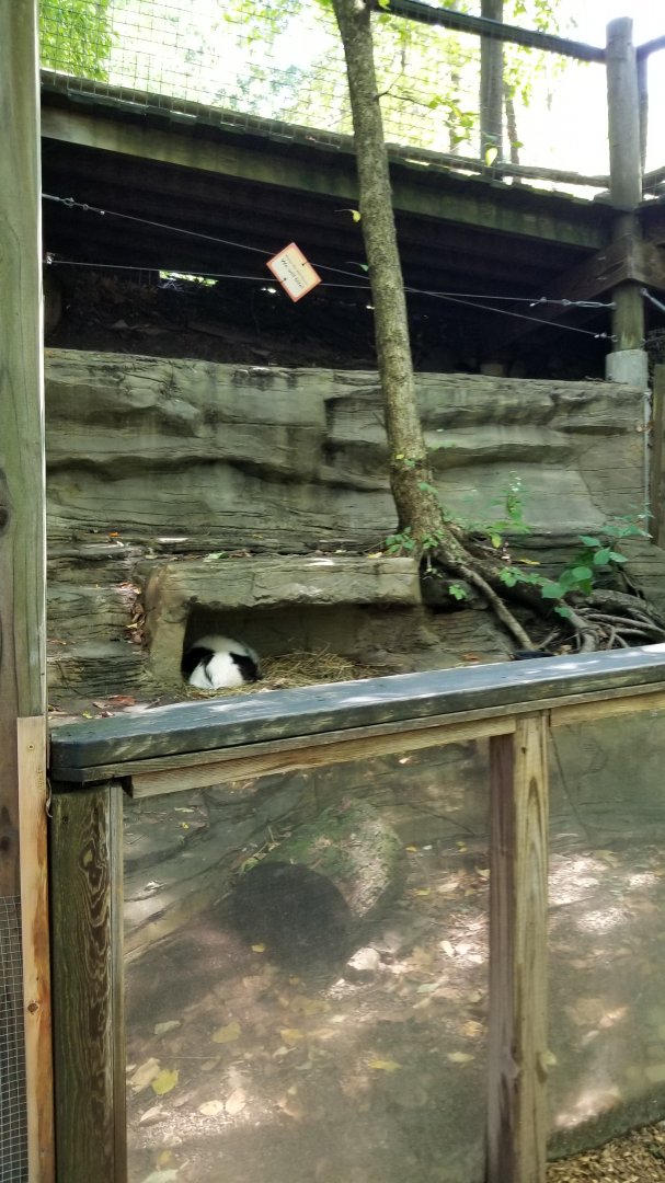 Pittsburgh 8/21 - Striped skunks