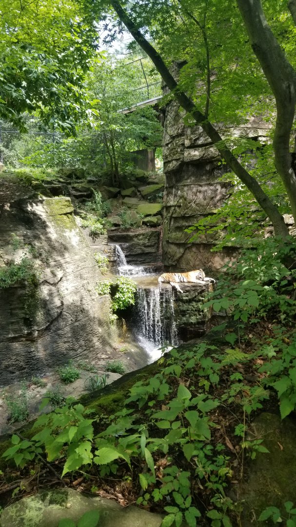 Pittsburgh 8/21 - Tiger in waterfall