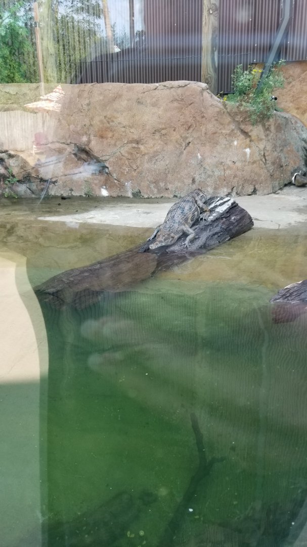 Pittsburgh 8/21 - Tomistoma