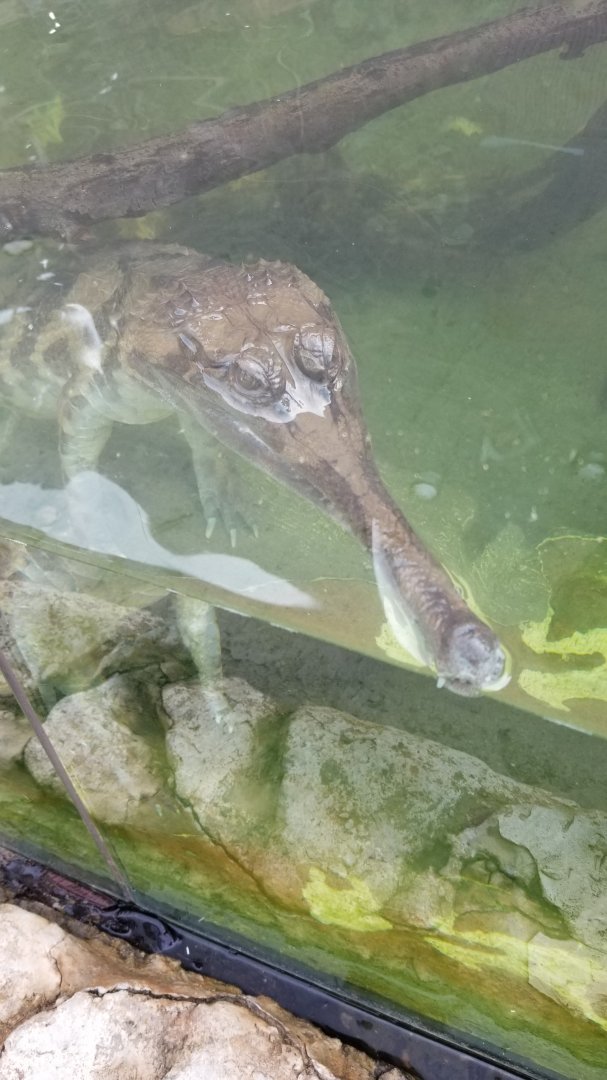 Pittsburgh 8/21 - Tomistoma