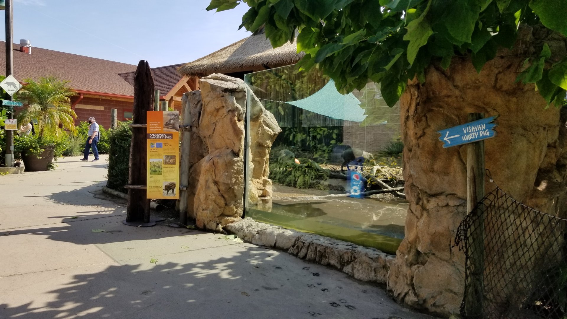 Pittsburgh 8/21 - Visayan warty pigs