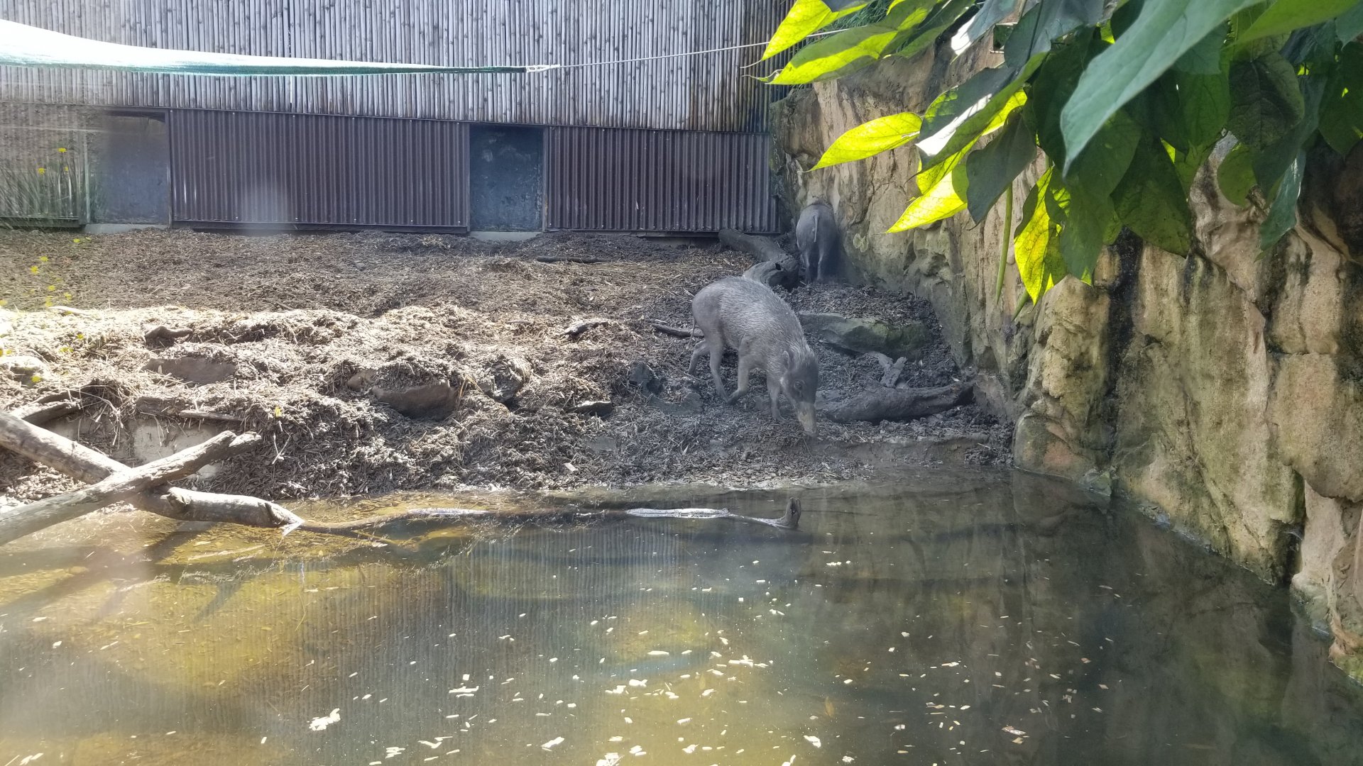 Pittsburgh 8/21 - Visayan warty pigs