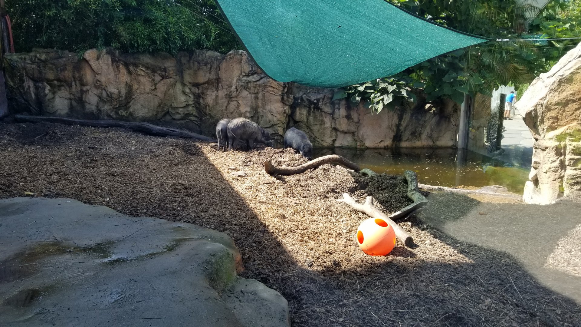 Pittsburgh 8/21 - Visayan warty pigs
