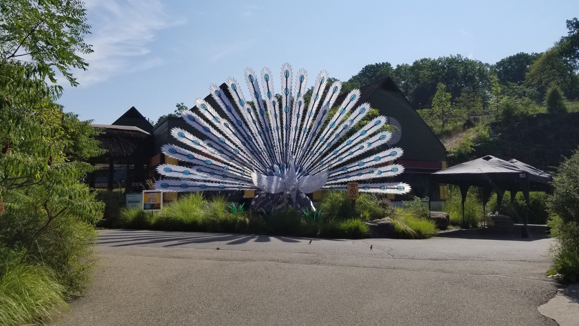 Pittsburgh 8/21 - white peacock lantern