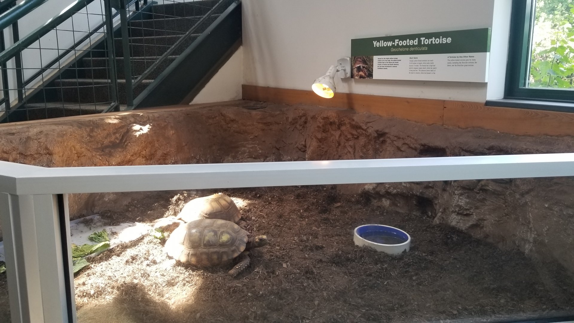 Pittsburgh 8/21 - Yellow footed tortoise