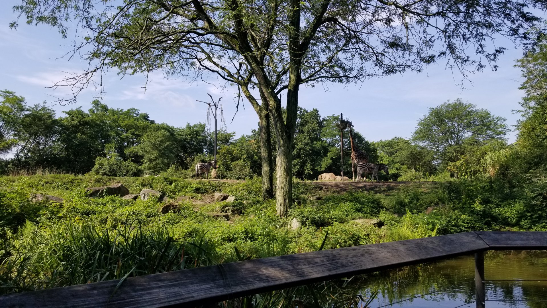 Pittsburgh 8/21 - Zebras and giraffe
