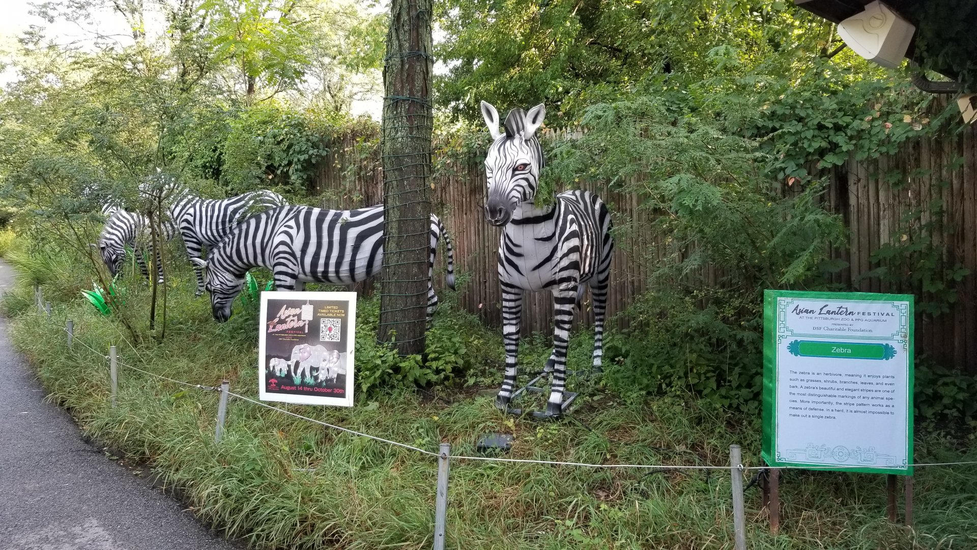 Pittsburgh 8/21 - Zebras