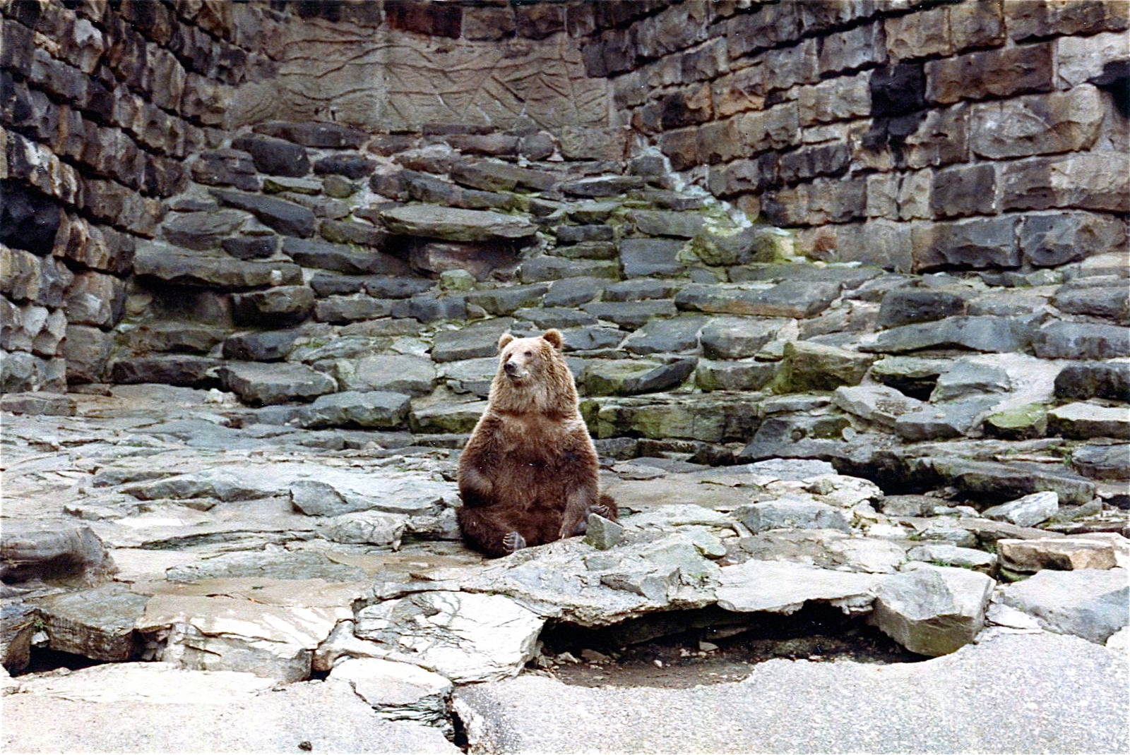 Pittsburgh zoo 1981/82