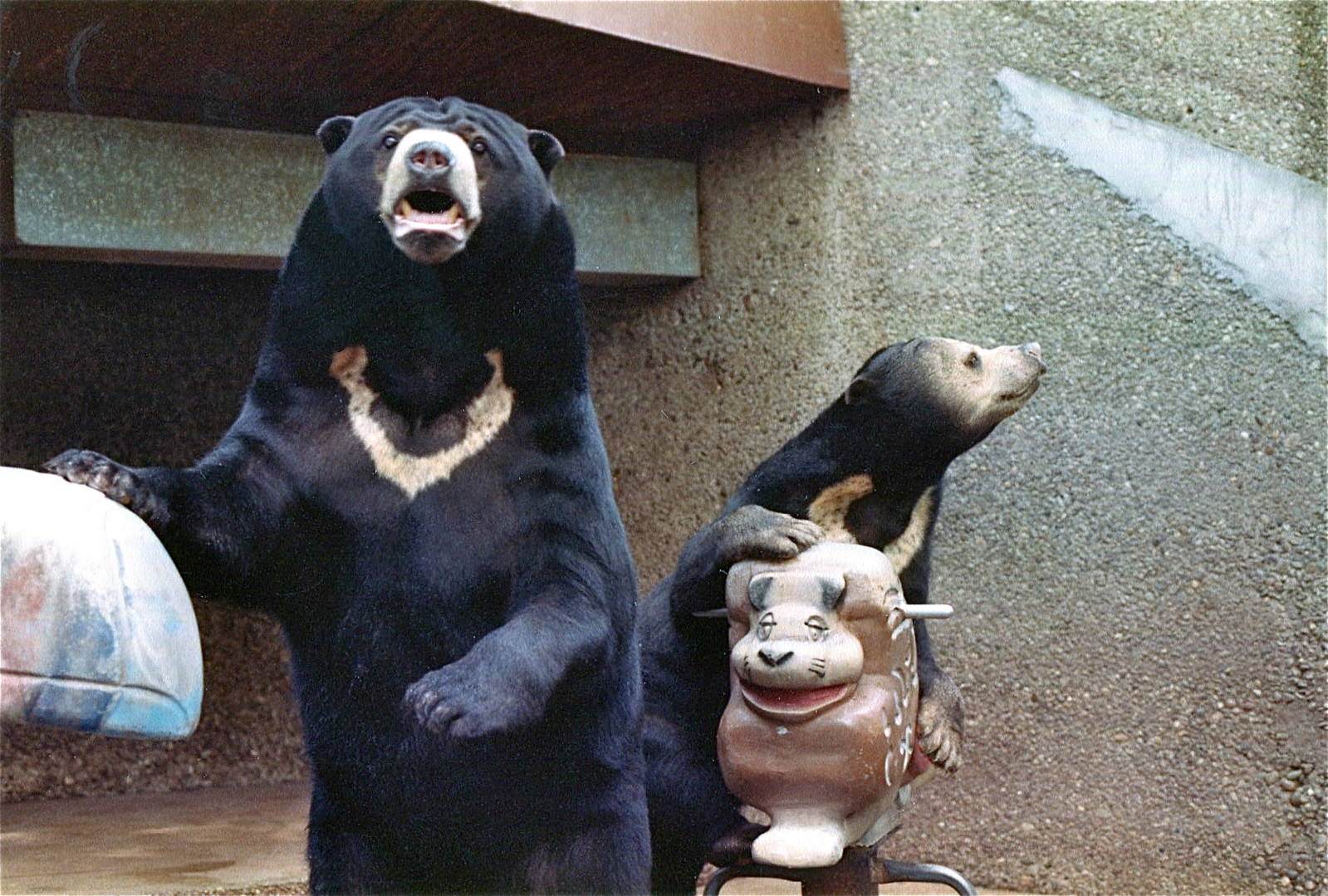 Pittsburgh zoo 1981/82