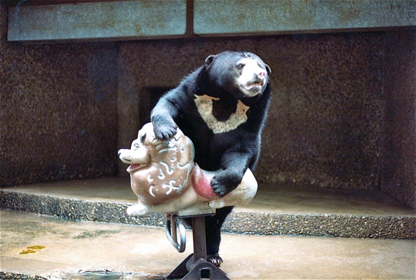 Pittsburgh zoo 1981/82