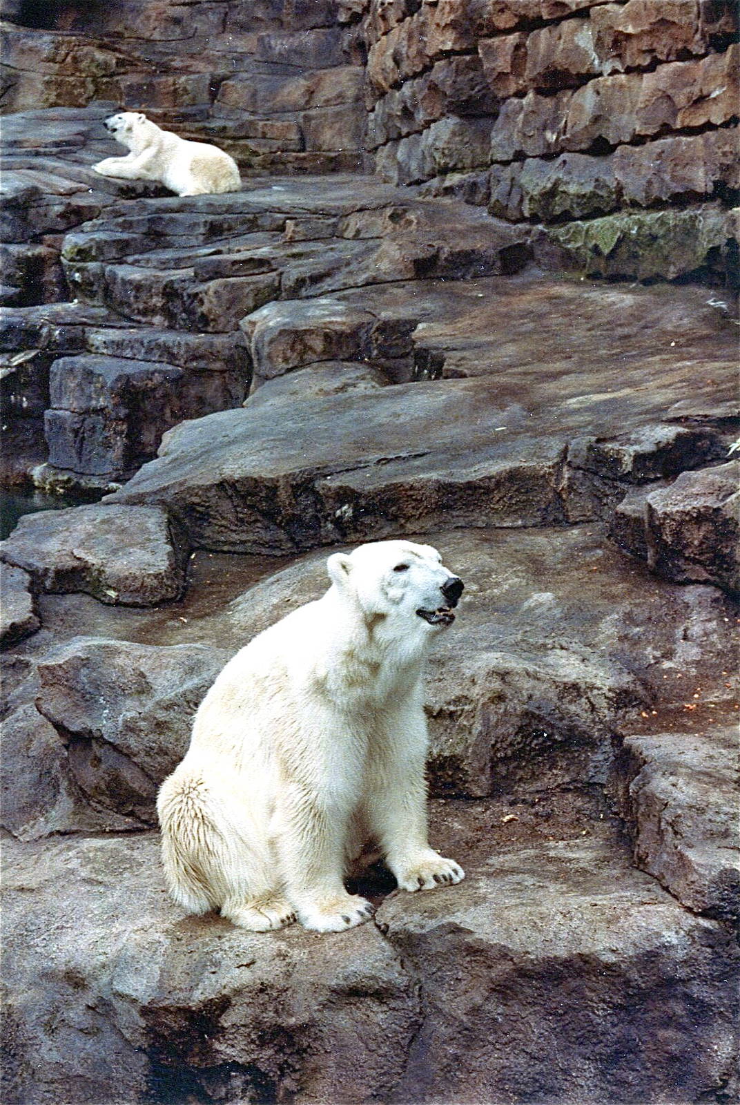 Pittsburgh zoo 1981/82