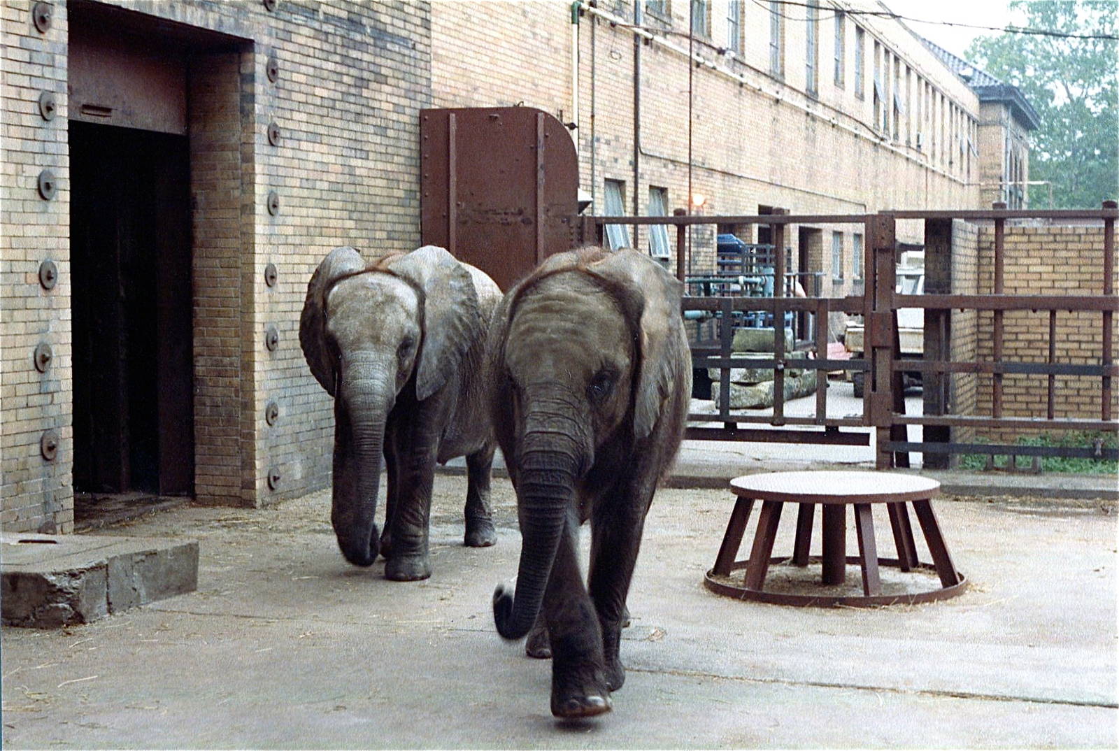 Pittsburgh zoo 1981/82