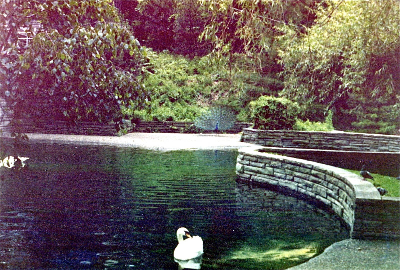 Pittsburgh zoo 1981/82