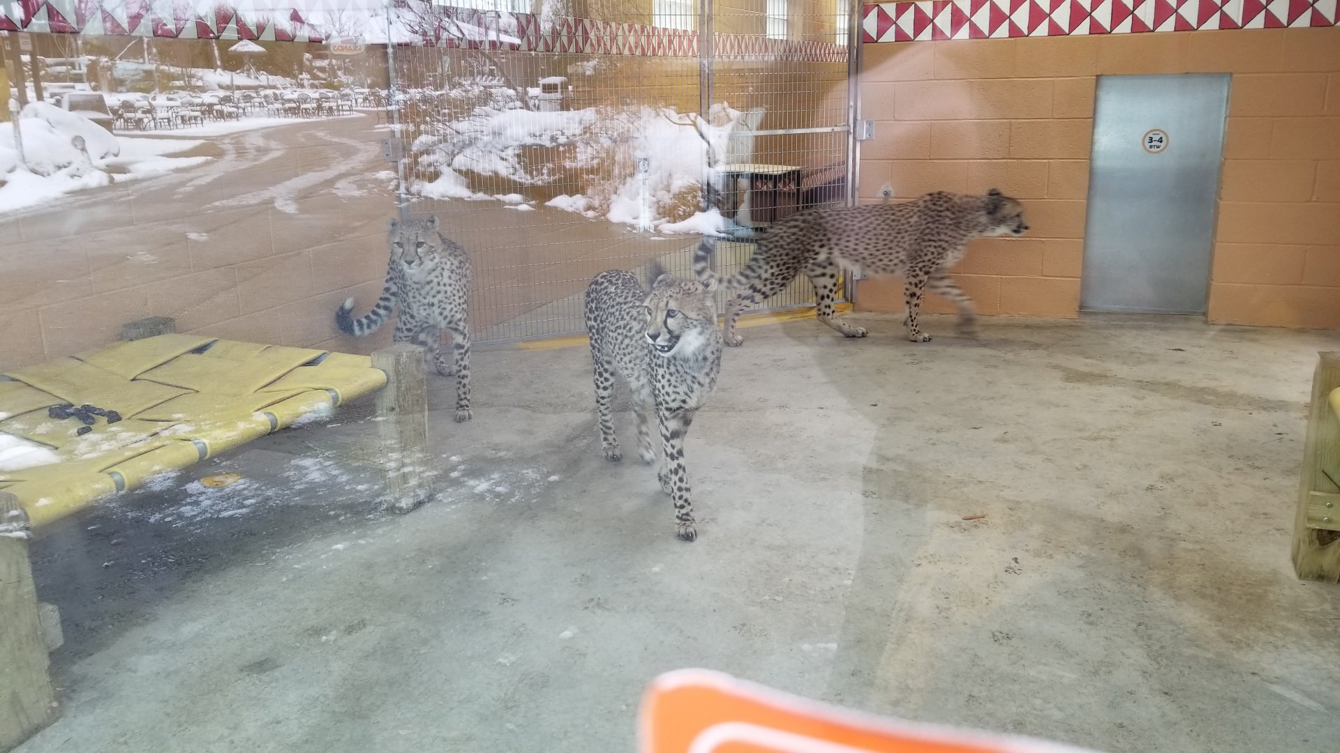 Pittsburgh Zoo - 3 cheetahs waiting for feeding