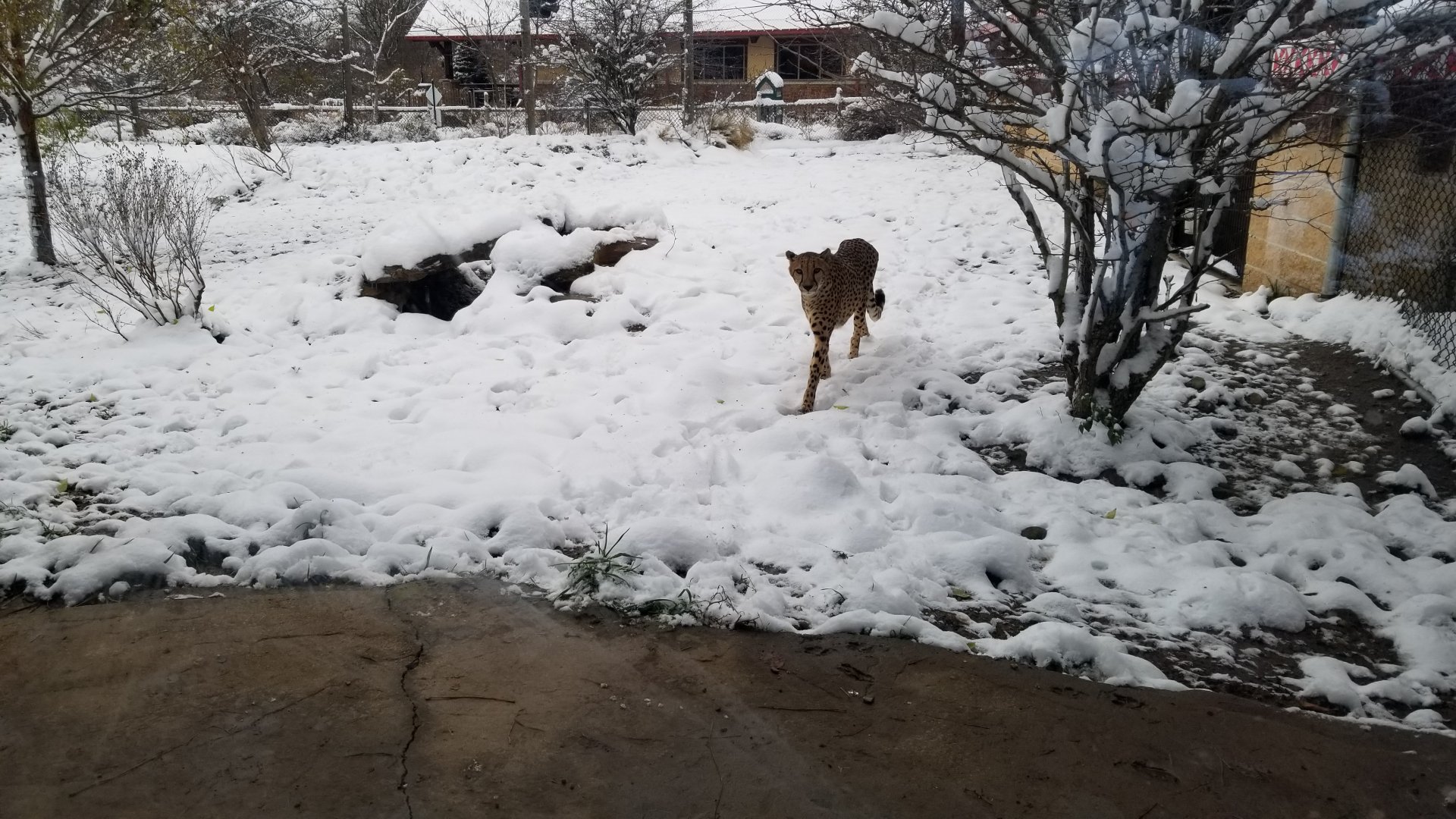 Pittsburgh Zoo - Adult cheetah