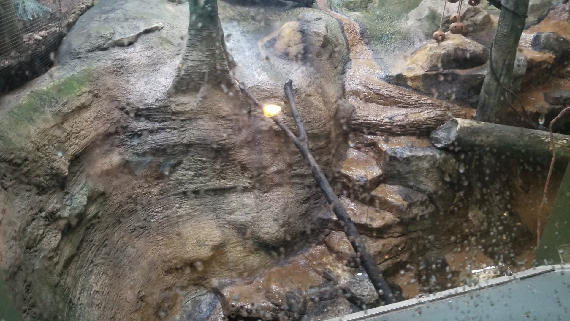 Pittsburgh Zoo - All of the primate exhibits go really deep in the front, for some reason