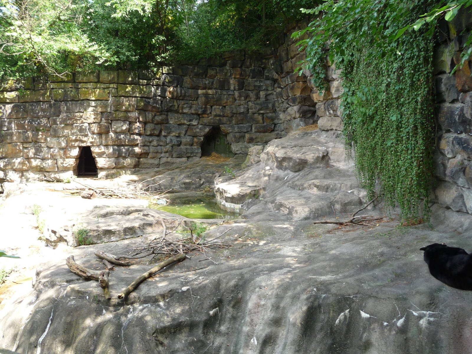 Pittsburgh Zoo - American black bear grotto