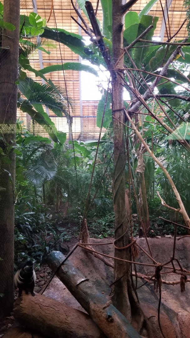 Pittsburgh Zoo - Angolan colobus